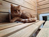 Chat-L'Heureux