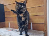 Chat-L'Heureux