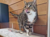 Chat-L'Heureux