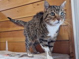 Chat-L'Heureux