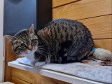 Chat-L'Heureux