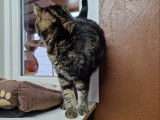 Chat-L'Heureux