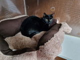 Chat-L'Heureux