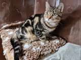 Chat-L'Heureux