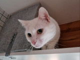 Chat-L'Heureux