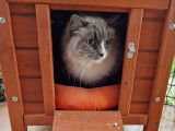 Chat-L'Heureux