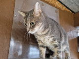Chat-L'Heureux