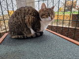 Chat-L'Heureux