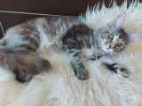 Lux-Beauty-Lu