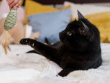 Happy Paws