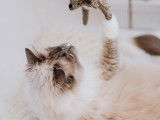 Happy Paws