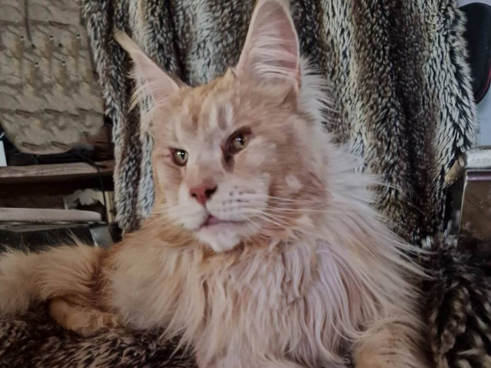 Howling Winds Of Winter Élevage de Maine Coon à Épannes