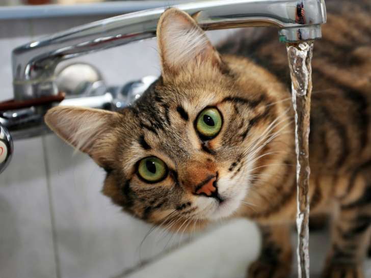 Clinique v&eacute;t&eacute;rinaire Mansart et Montmuzard