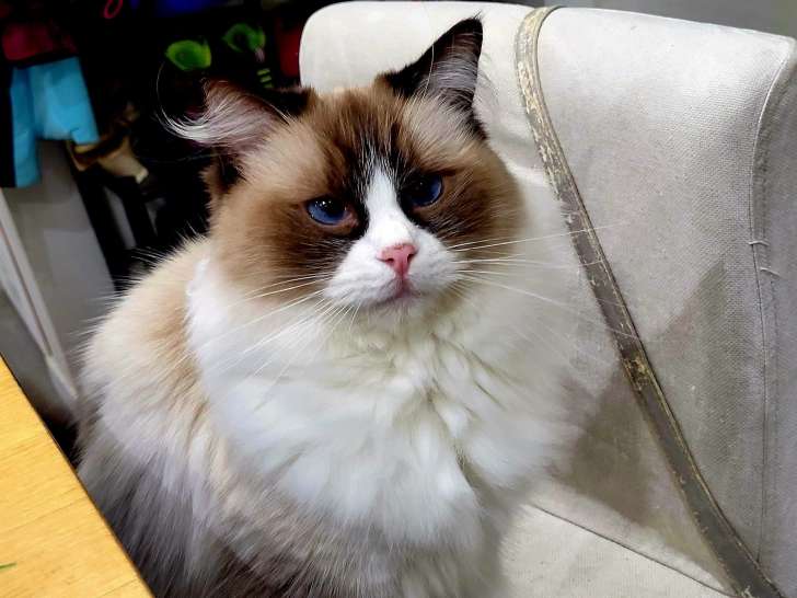Chatterie de la Roche Bleue