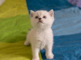 Ushaïa de Golden Elegance né le 17/08/2023 British Shorthair femelle