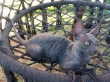 ULA-HOOP femelle cornish rex Bleu 3 mois