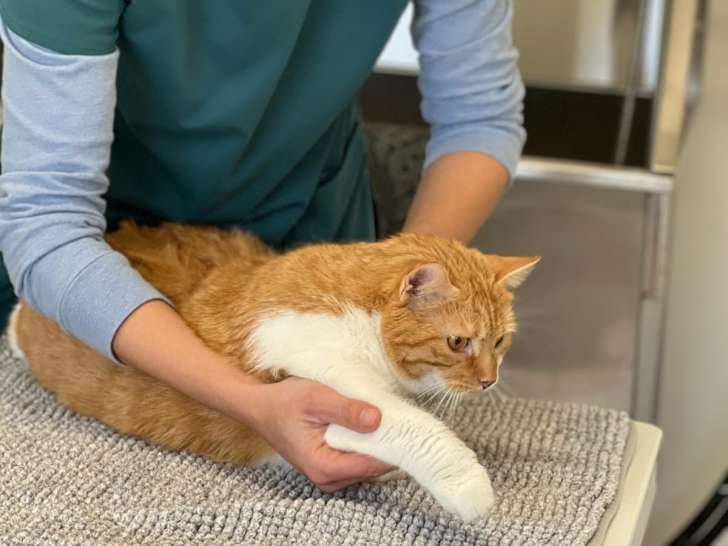 Ostéo Animal'Care