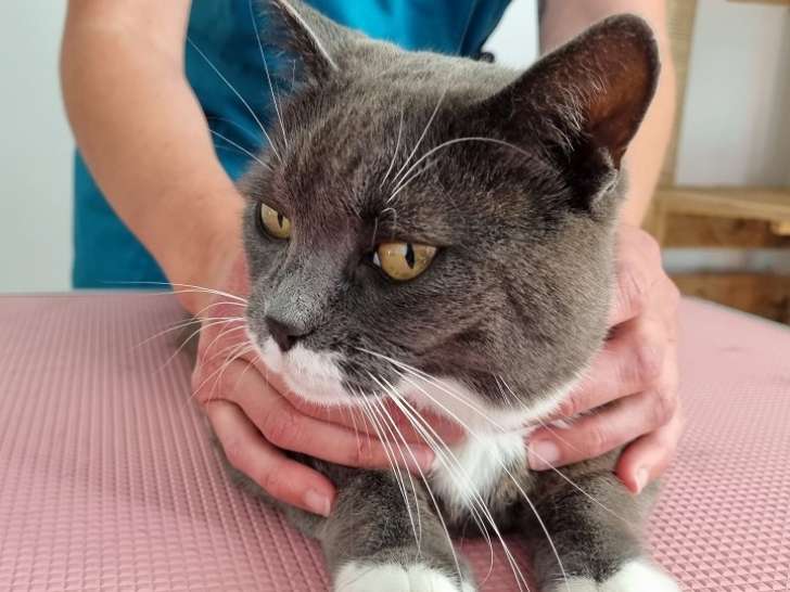 Massage pour chat