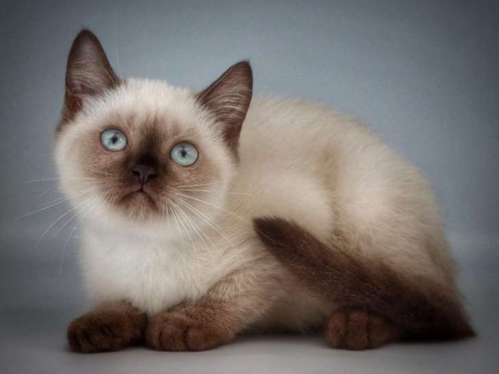 Des Highlands Du Sud