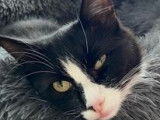 Catimini Caro