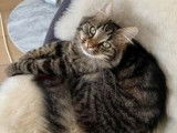 Catimini Caro