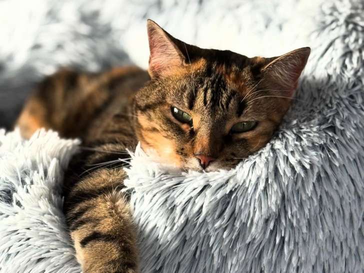 Clinique vétérinaire Sanilhac