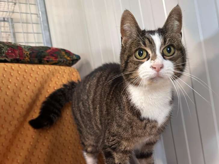 Domaine Gazzo Padovano