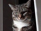 Besoin d'un coup de pattes