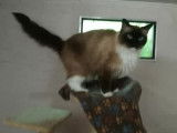 Besoin d'un coup de pattes
