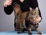Groomy Cat