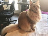 Groomy Cat