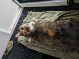 La Clé'O Chats