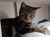 La Clé'O Chats