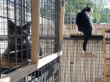 La Clé'O Chats