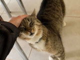 À toutes pattes