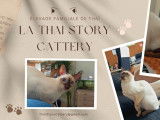 La Thai Story Cattery