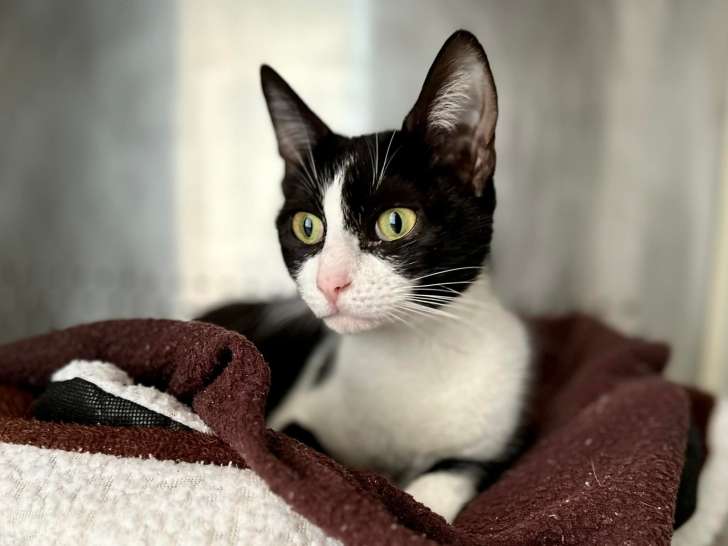 Clinique v&eacute;t&eacute;rinaire des Trois Fontaines