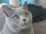 Miaou et Wouaf