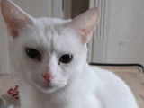 Miaou et Wouaf