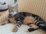 Miaou et Wouaf