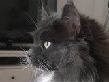 Miaou et Wouaf