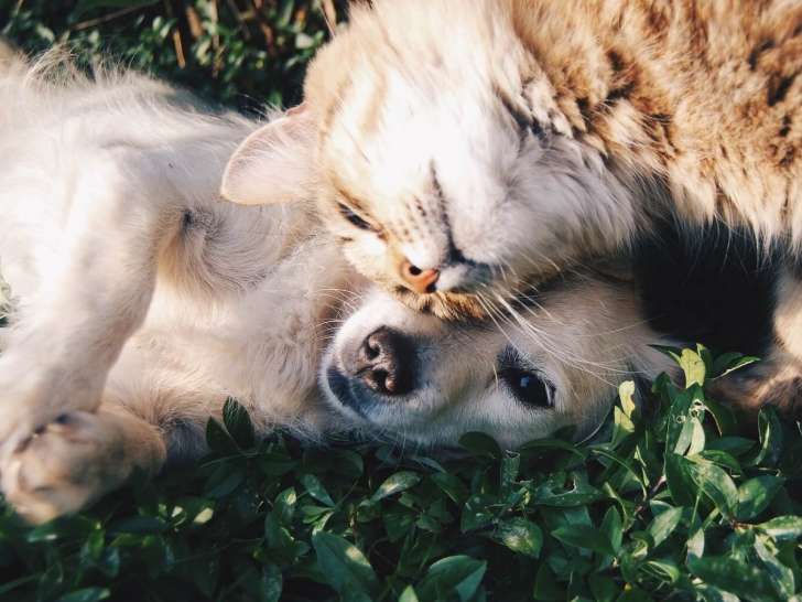 So-Animaux
