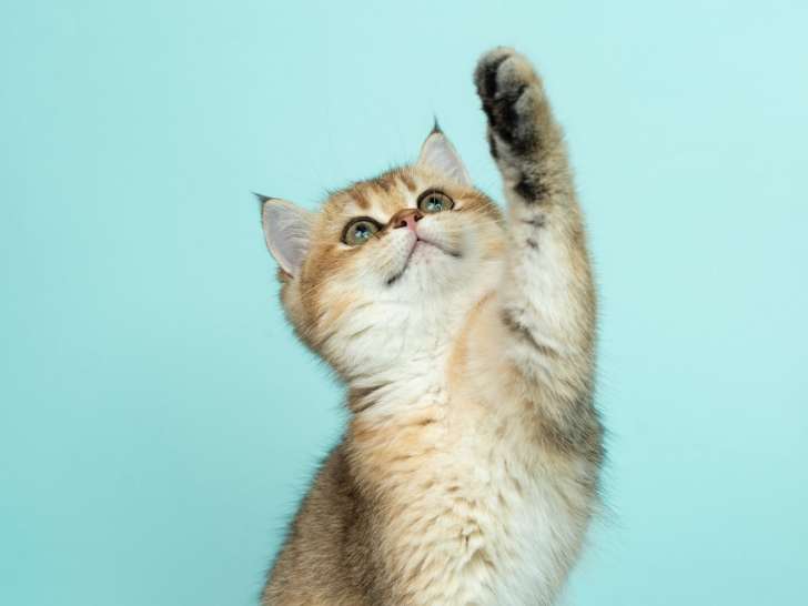 Clinique de Pleyber-Christ