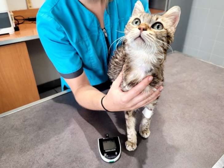 Clinique vétérinaire l'Avenir