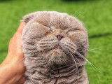 Quatre Pattes