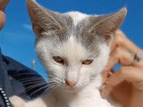 Quatre Pattes