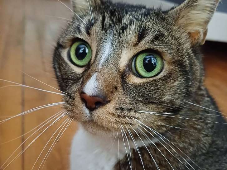 Passion Animaux 58/18