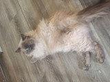 Maman de chatons