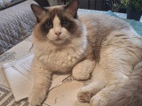Papa de chatons