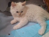 Matilda-56 Chatterie *De Bogy Be*